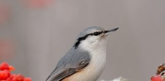 Поползень Поползень фото