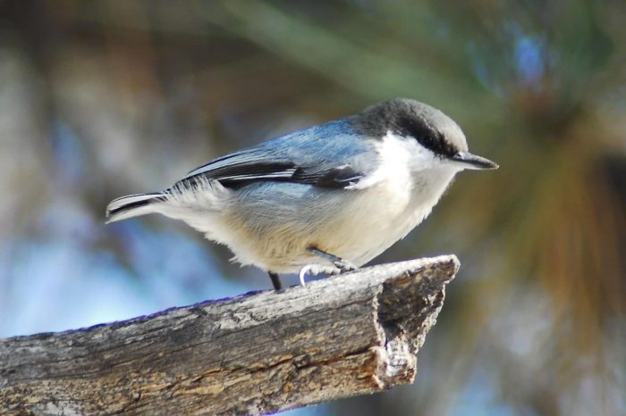 Поползень-крошка (Sitta pygmaea) фото