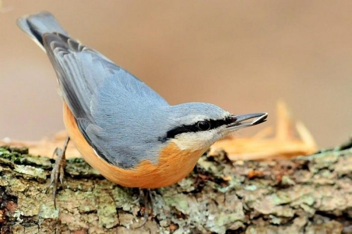 Обыкновенный поползень или ямщик (Sitta europaea) фото