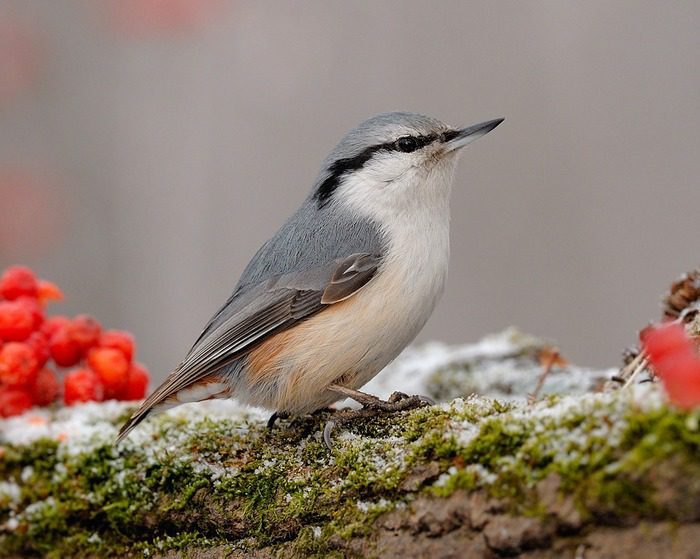 Поползень Поползень фото