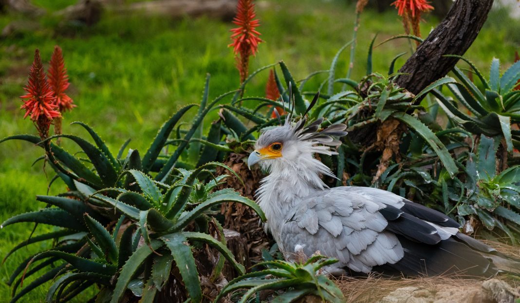 Птица-секретарь