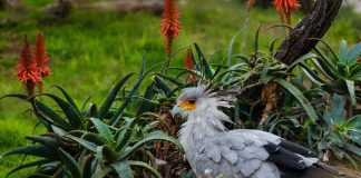 Птица-секретарь Птица-секретарь фото