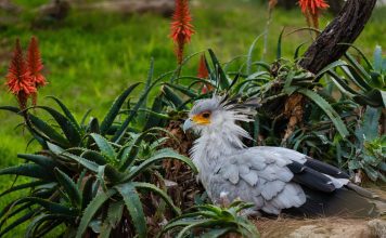 Птица-секретарь