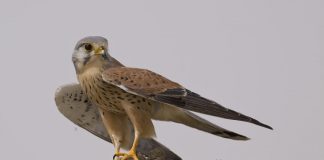 Пустельга Обыкновенная пустельга