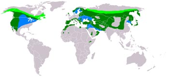 Распространение беркута фото