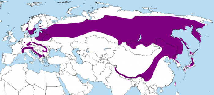 Распространение кедровки фото