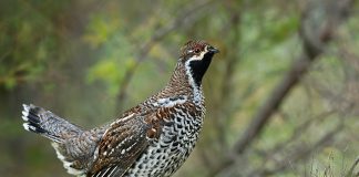 Рябчик Рябчик фото