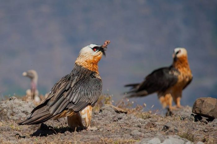 Самец и самка бородача: основные отличия фото