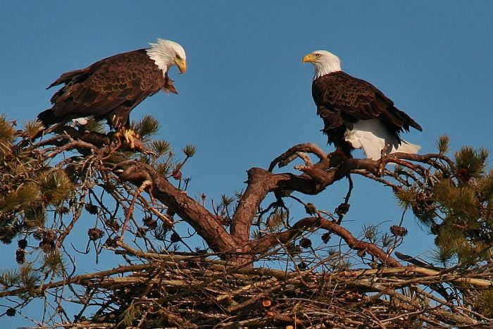 Самец и самка орла: основные отличия фото