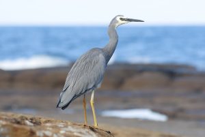 Серая цапля