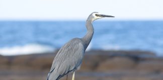 Серая цапля Серая цапля