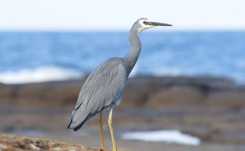 Серая цапля