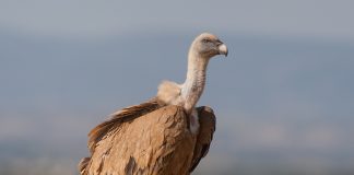 Сип Сип фото