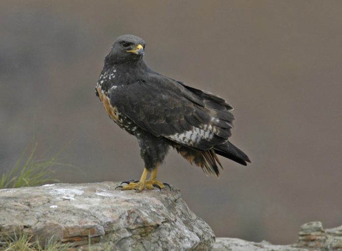 Скальный канюк (Buteo rufofuscus) фото