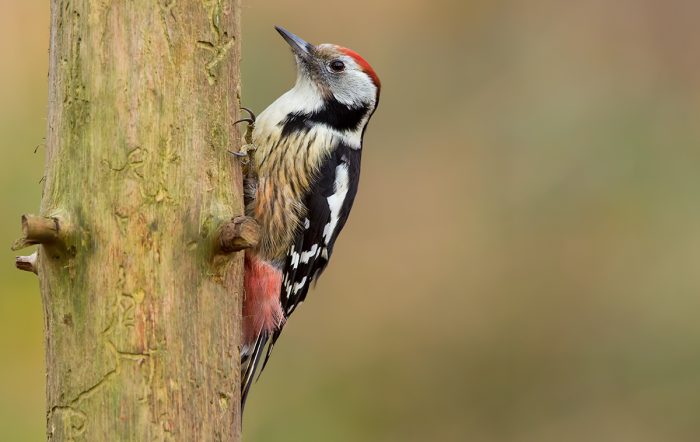 Средний пёстрый или вертлявый дятел (Leiopicus medius, Dendrocopos medius) фото