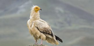 Стервятник Стервятник