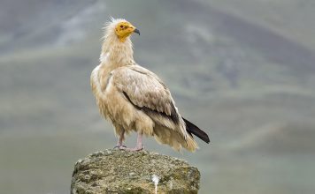 Стервятник