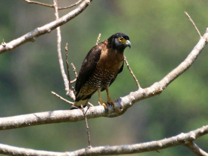 Cулавесский хохлатый змееяд (Spilornis rufipectus) фото