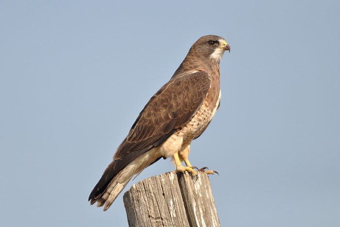 Свенсонов канюк (Buteo swainsoni) фото