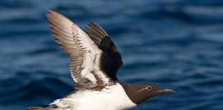 Тонкоклювая кайра Тонкоклювая кайра фото