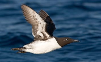 Тонкоклювая кайра