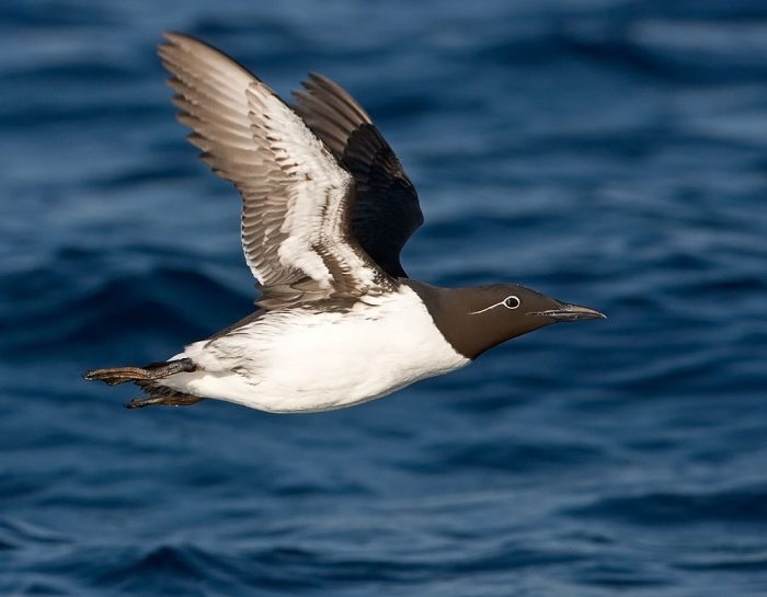 Тонкоклювая кайра Тонкоклювая кайра фото