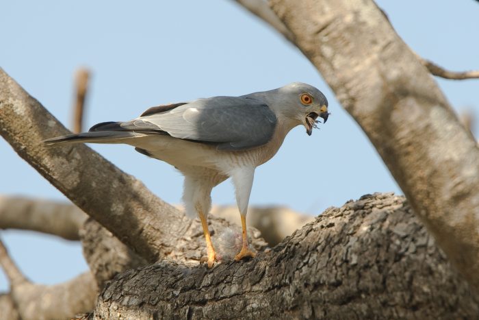 Туркестанский тювик (Accipiter badius) фото