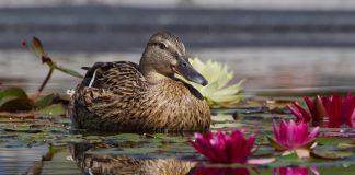 Утка Утка фото