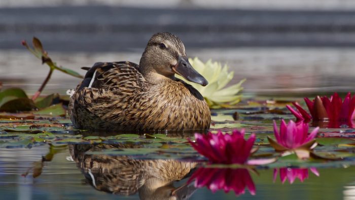 Утка Утка фото