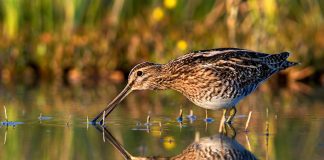Вальдшнеп Вальдшнеп фото