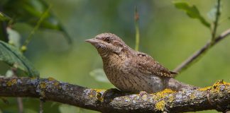 Вертишейка Вертишейка