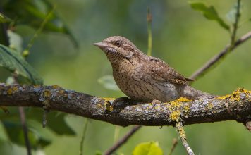 Вертишейка