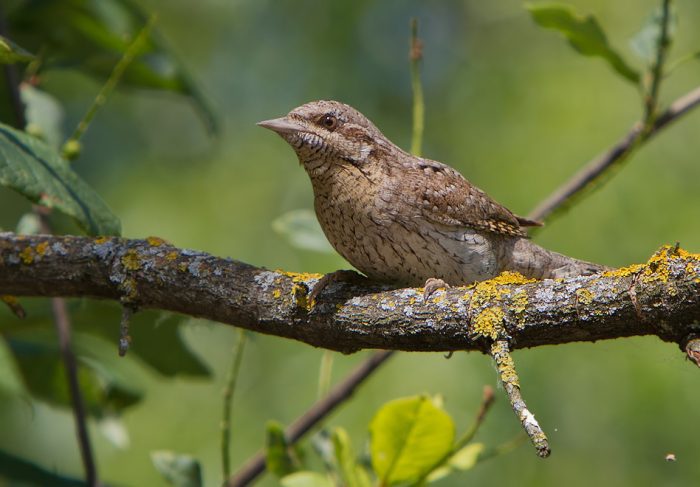 Вертишейка Вертишейка