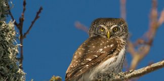 Воробьиный сыч Воробьиный сыч фото