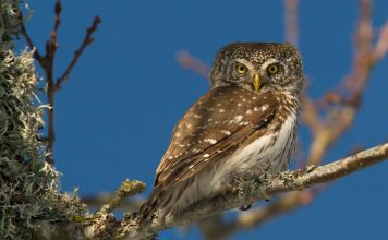 Воробьиный сыч