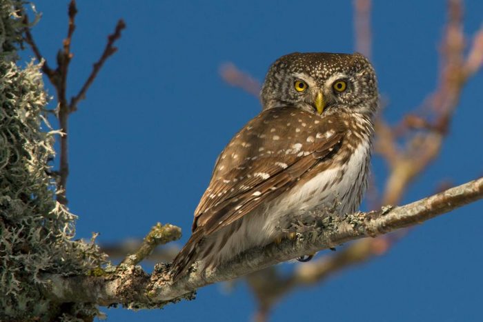 Воробьиный сыч Воробьиный сыч фото