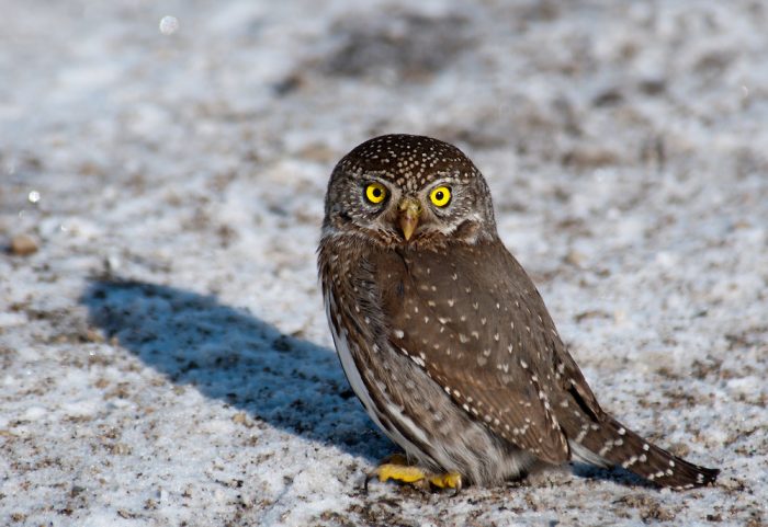 Воробьиный сыч-гном (Glaucidium gnoma) фото