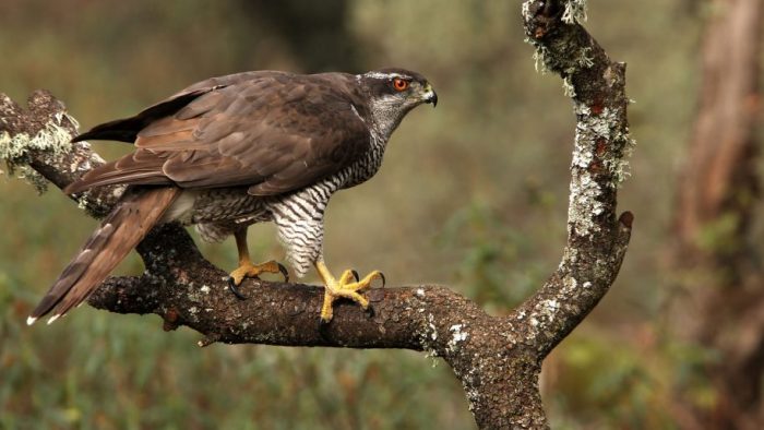 Ястреб-тетеревятник (Accipiter gentilis) фото