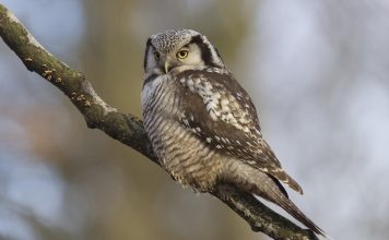 Ястребиная сова