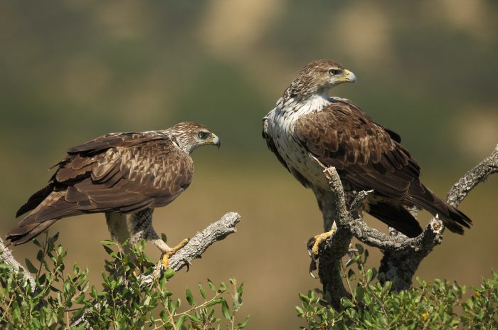 Ястребиный орёл (Aquila fasciata) фото