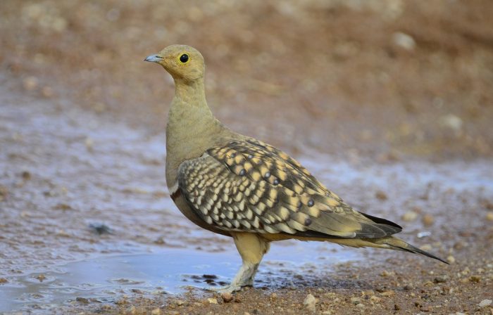 Южноафриканский рябок (Pterocles namaqua) фото