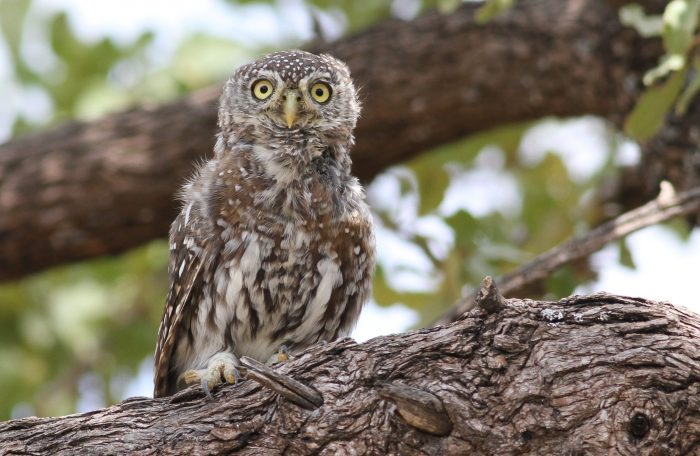 Жемчужный воробьиный сыч (Glaucidium perlatum) фото