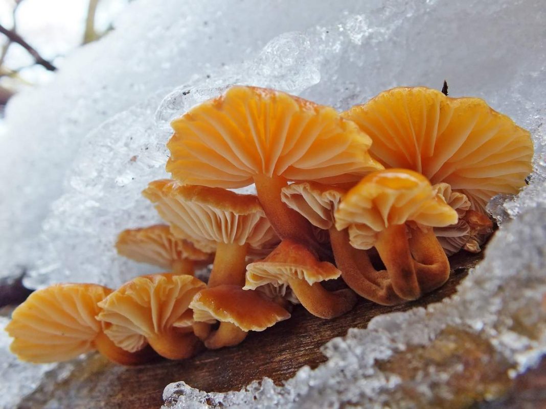 Зимний гриб