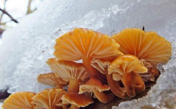 Зимний гриб