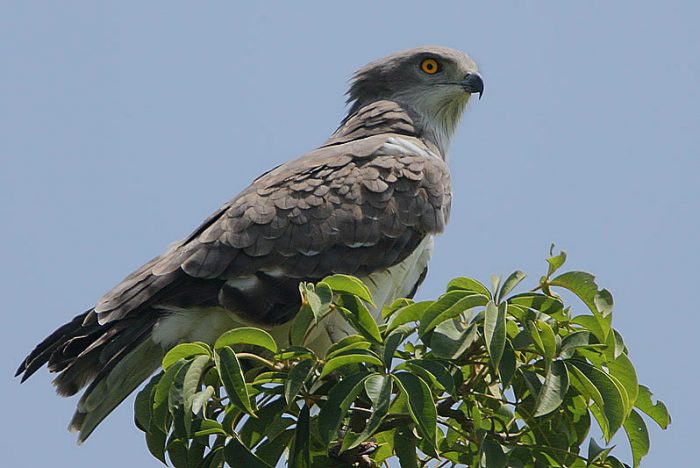 Змееяд Бодуэна (Circaetus beaudouini) фото