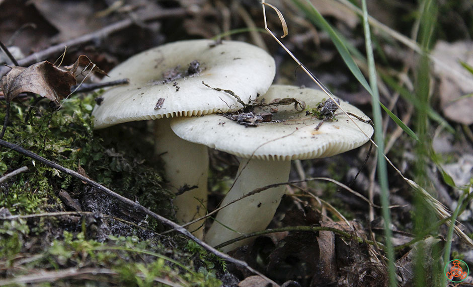 Сыроежка зелёная (Rússula aerugínea) фото