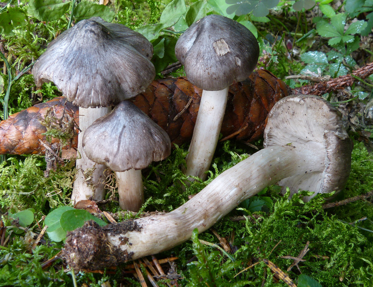 Tricholoma virgatum