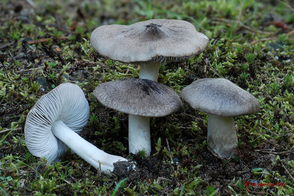 Tricholoma terreum