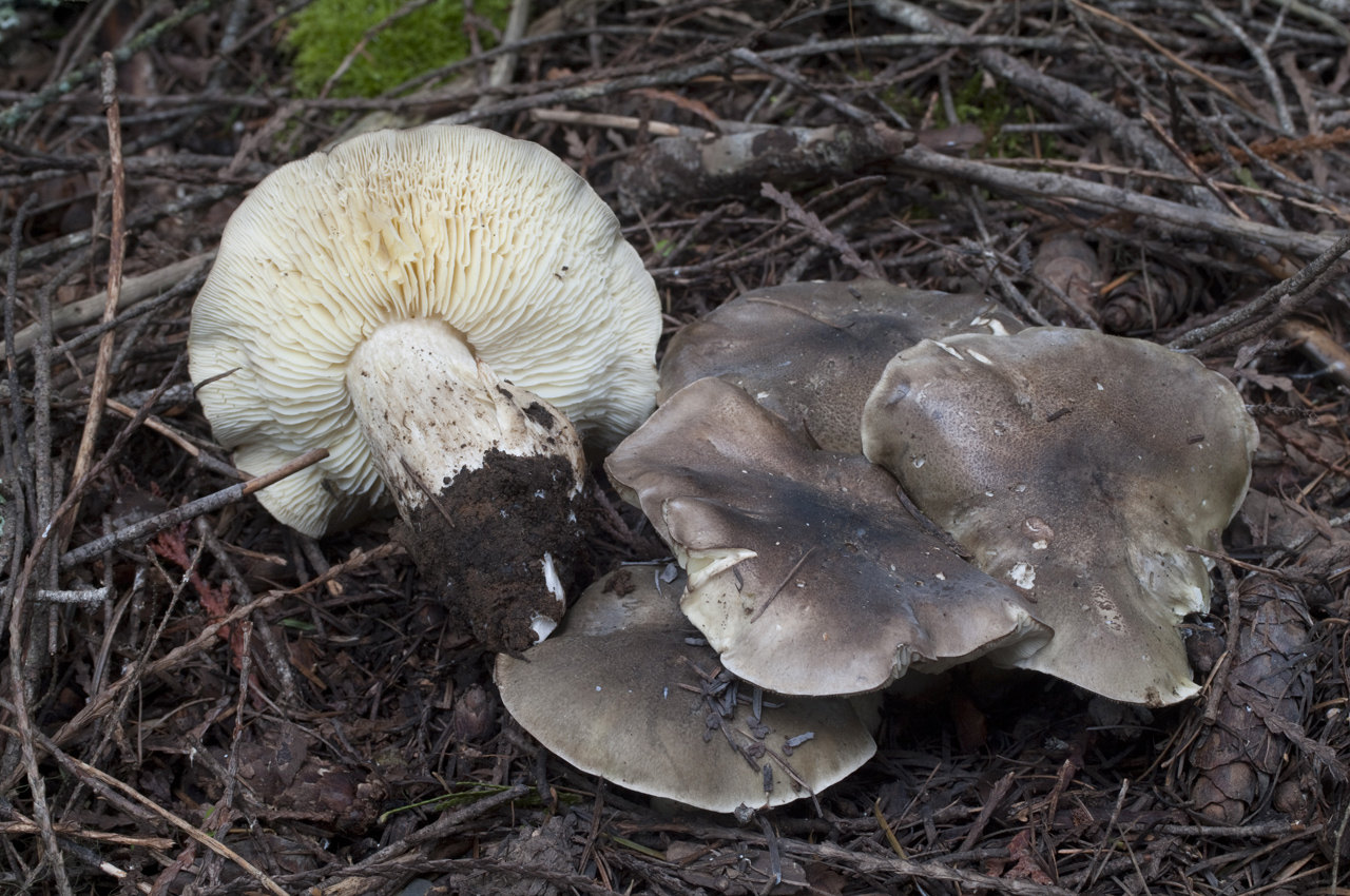 Tricholoma saponaceum