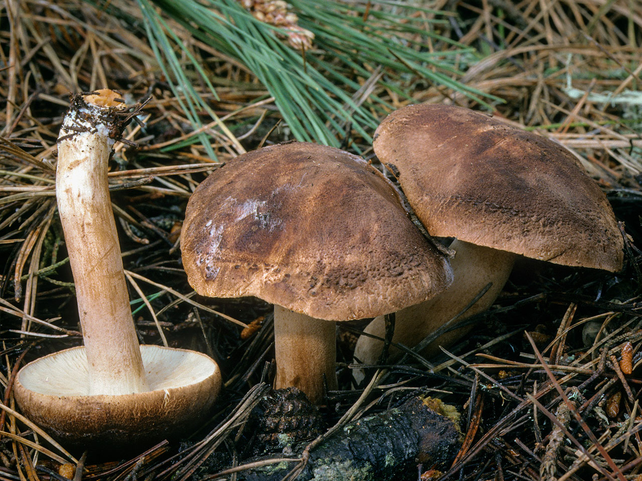 Tricholoma imbricatum